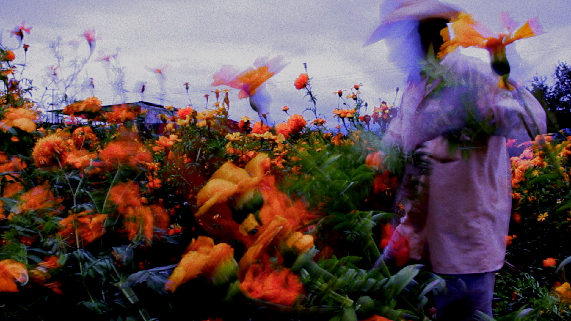 Batalla | Video Data Bank