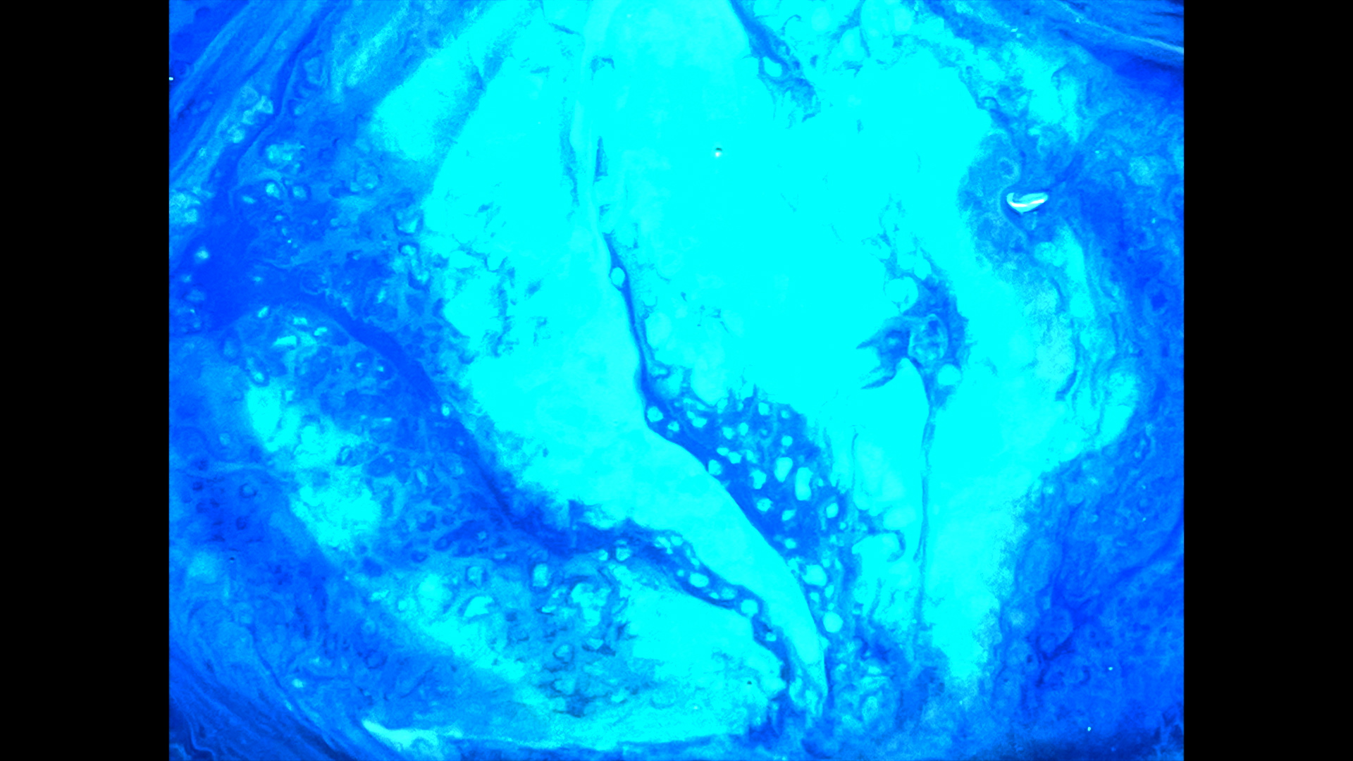 The Waves, Colectivo Los Ingrávidos