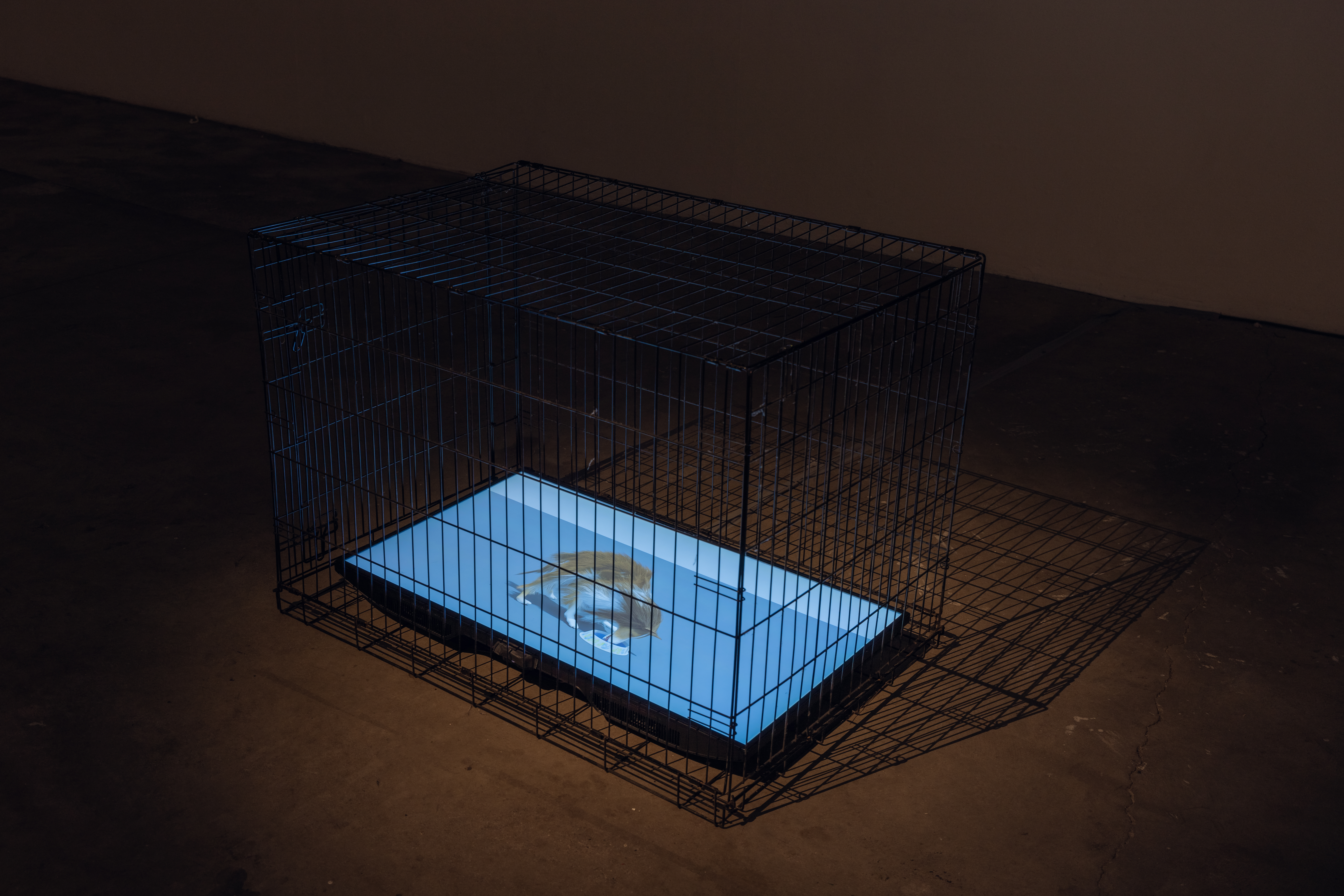 Image of art work installed in gallery space. A flat screen monitor is placed flat on the floor with a video of an animated collie dog on it.  A dog cage is placed over the monitor.