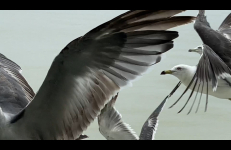Eiko Otake, Seagulls