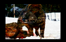 Ancestors, Colectivo Los Ingrávidos