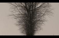 Jennifer Montgomery, Agonal Phase, The Agonal Phase, The