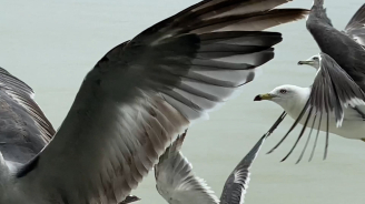 Eiko Otake, Seagulls