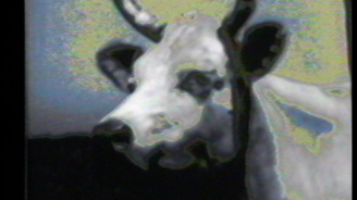 All Cows Eat Grass, Laurie McDonald