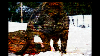 Ancestors, Colectivo Los Ingrávidos