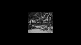The Picnic