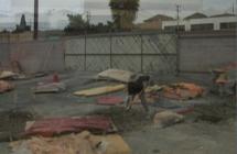 Cartographic Yard Work: Dog Behavior