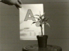 Teaching a Plant the Alphabet