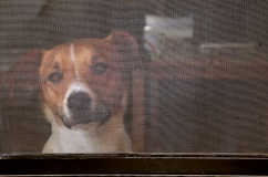 See a Dog, Hear a Dog